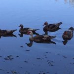 Lake Fork Farm Suites and Cabins | Ducks