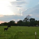 Lake Fork Farm Suites and Cabins | Our Cows Will Keep You Company Too