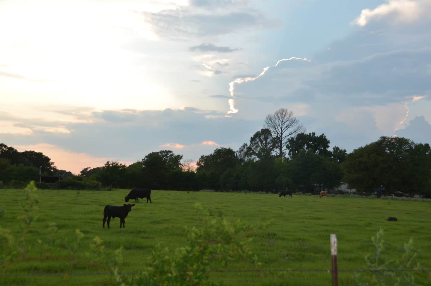 Lake Fork Farm Suites and Cabins | Our Cows Will Keep You Company Too
