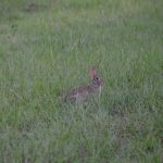 Lake Fork Farm Suites and Cabins | Rabbit in the field